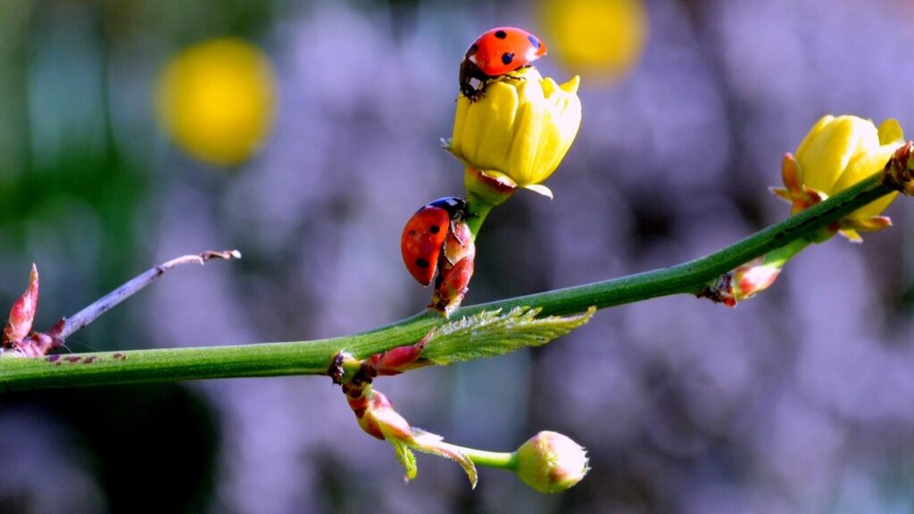 Vibrant Spring Wallpaper: Ladybugs on Yellow Flower Buds
