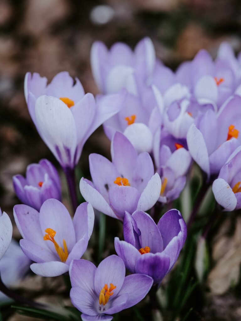 Vibrant Spring Wallpaper: Lilac Crocuses in Full Bloom Background
