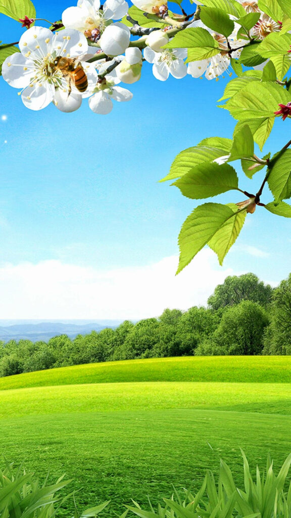 Serene Spring iPhone Wallpaper: Lush Fields & Blossoming Flowers