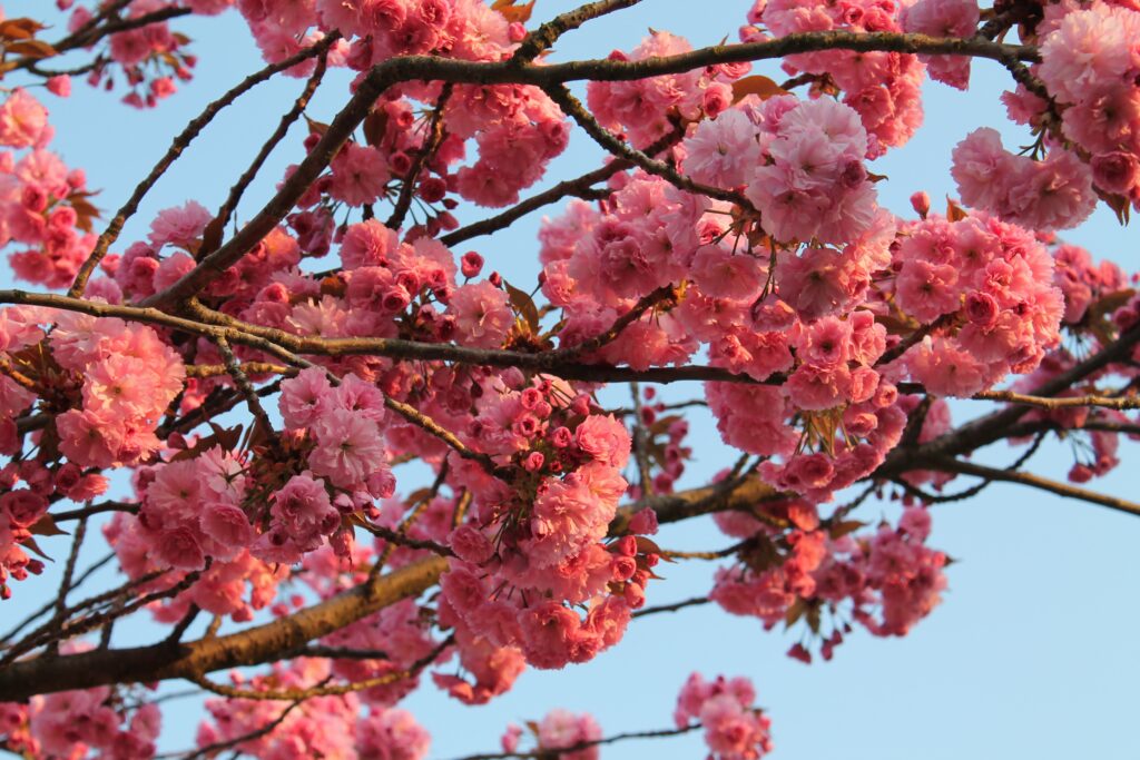 Vibrant Spring Wallpaper: Pink Blossoms & Blue Sky Background