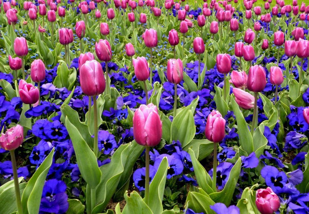 Vibrant Flowerbed Wallpaper: Pink Tulips & Blue Pansies Background