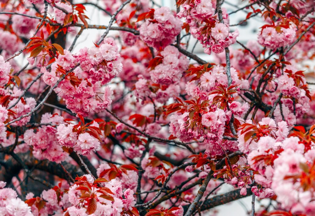 Vibrant Spring Wallpaper: Lush Pink Blossom Tree Background