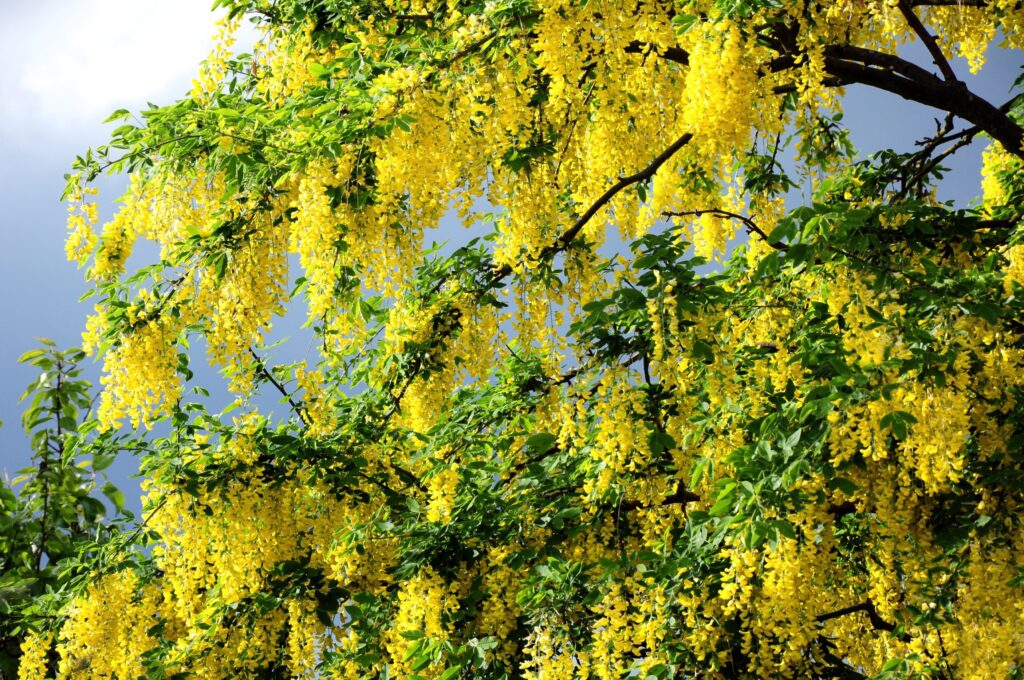 Vibrant Spring Wallpaper: Lush Yellow Blossoms & Soft Clouds Background