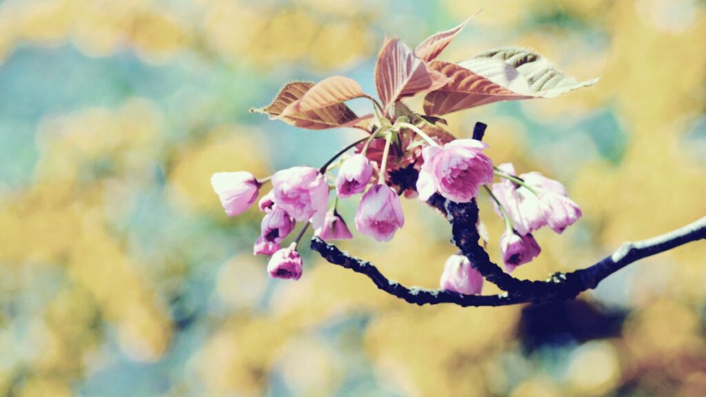 Vibrant Spring Wallpaper: Pink Blooms & Fresh Leaves Background