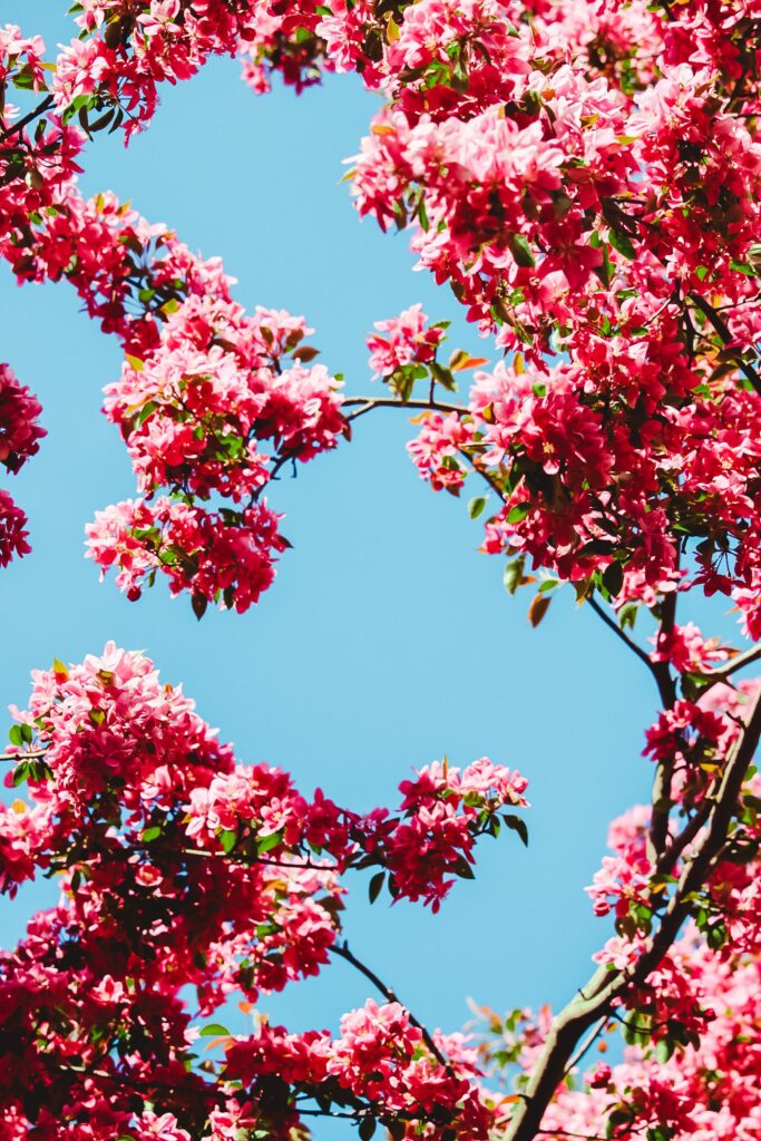 Spring Blossom Wallpaper: Pink Flowers & Blue Sky Background