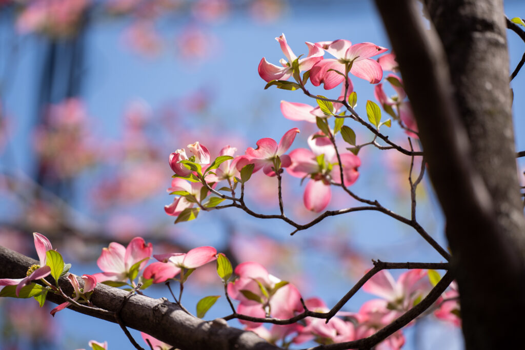 Vibrant Spring Scene: Pink Flowers & Green Leaves Under Blue Sky Wallpaper