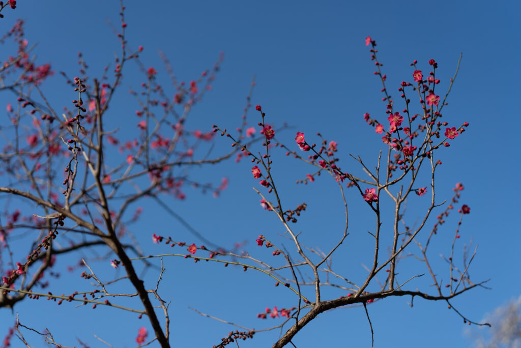 Spring Wallpaper: Tree Branches with Pink Flowers & Blue Sky Background