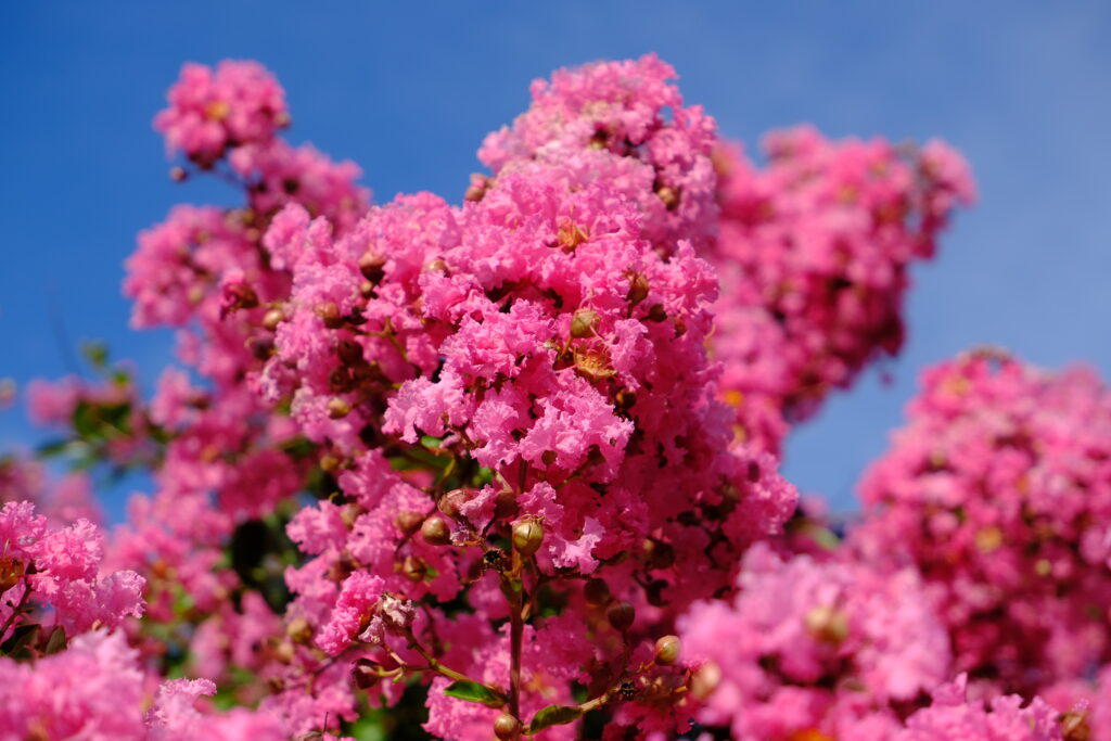Vibrant Pink Flower Wallpaper Against Clear Blue Sky - Spring Background