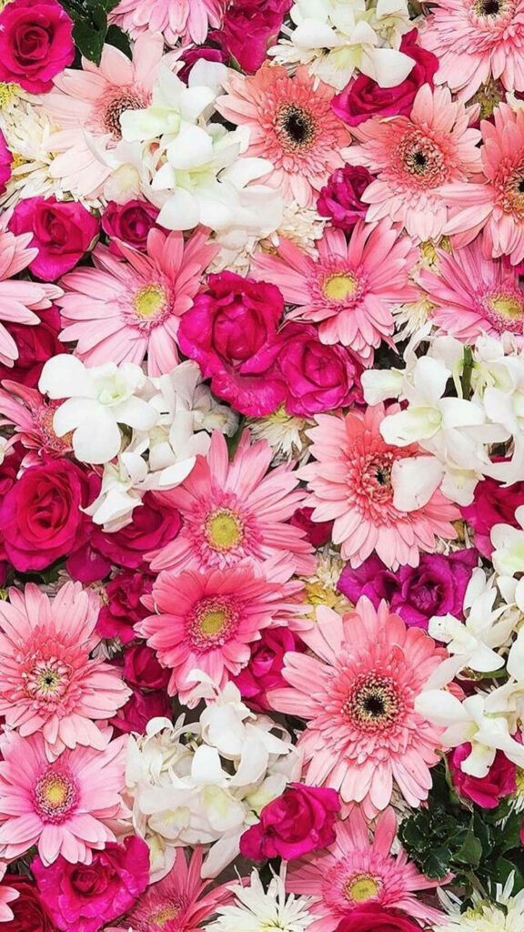 Vibrant Pink Gerbera Daisies & Red Roses Spring iPhone Wallpaper