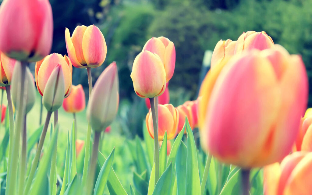 Vibrant Spring Wallpaper with Tulips & Lush Green Background