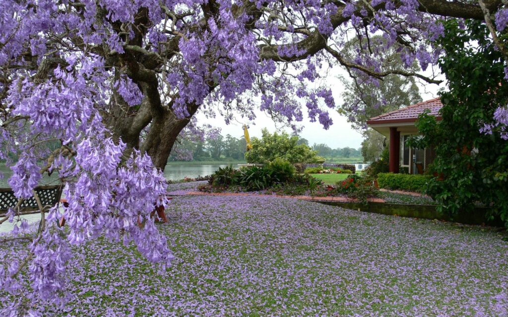 Spring wallpaper with blossoming purple petals tree and lush garden in front of charming house