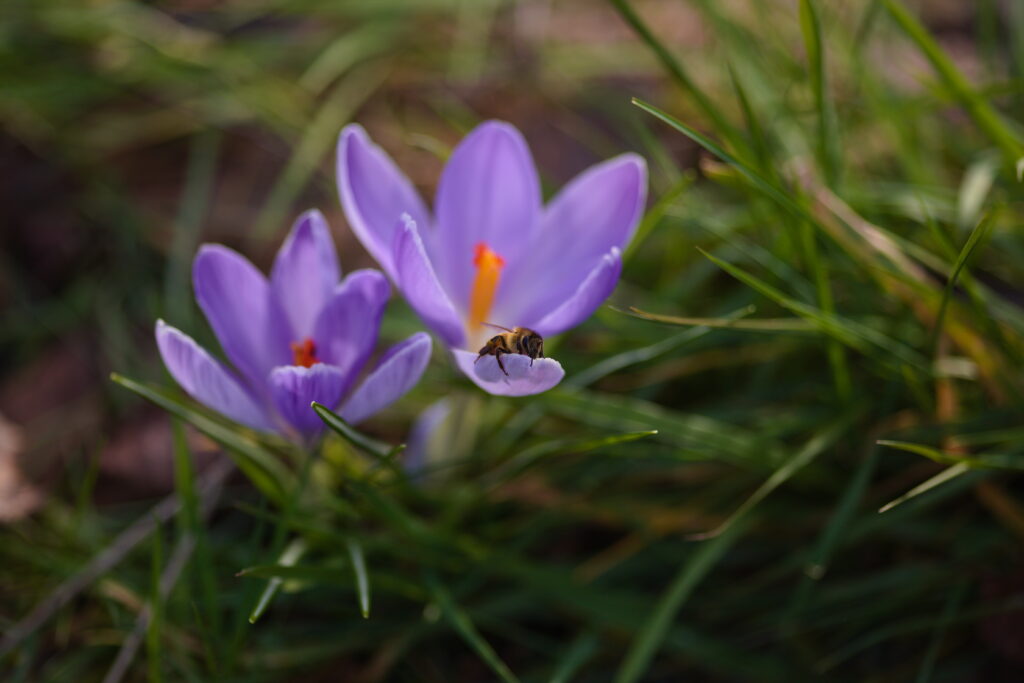 Vibrant Spring Wallpaper: Purple Crocuses & Bee in Macro Detail