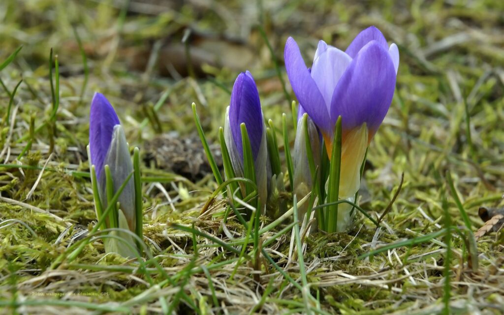 Vibrant Spring Background: Purple Crocuses & Green Grass Wallpaper