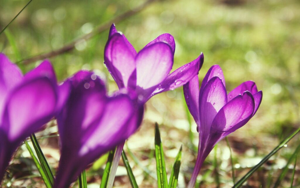Vibrant Spring Purple Flower Wallpaper & Sunlit Background