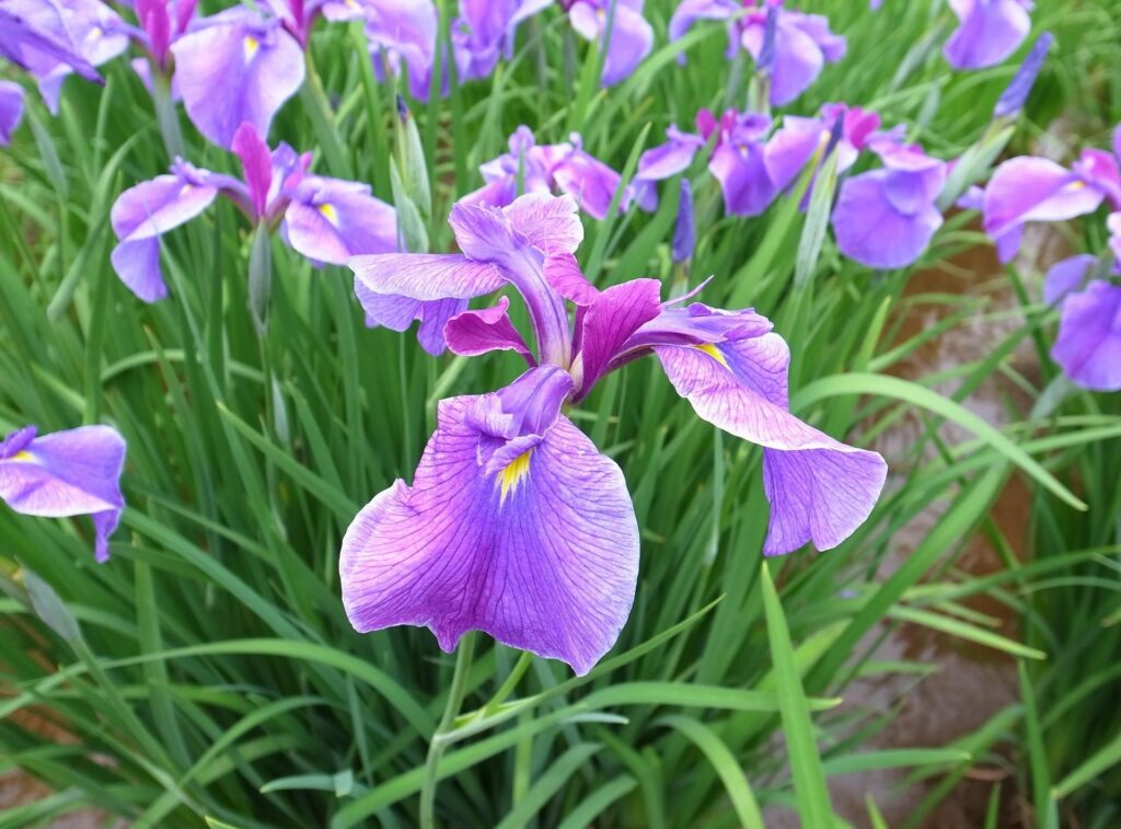 Vibrant Spring Wallpaper: Purple Irises Blooming in Lush Green Background