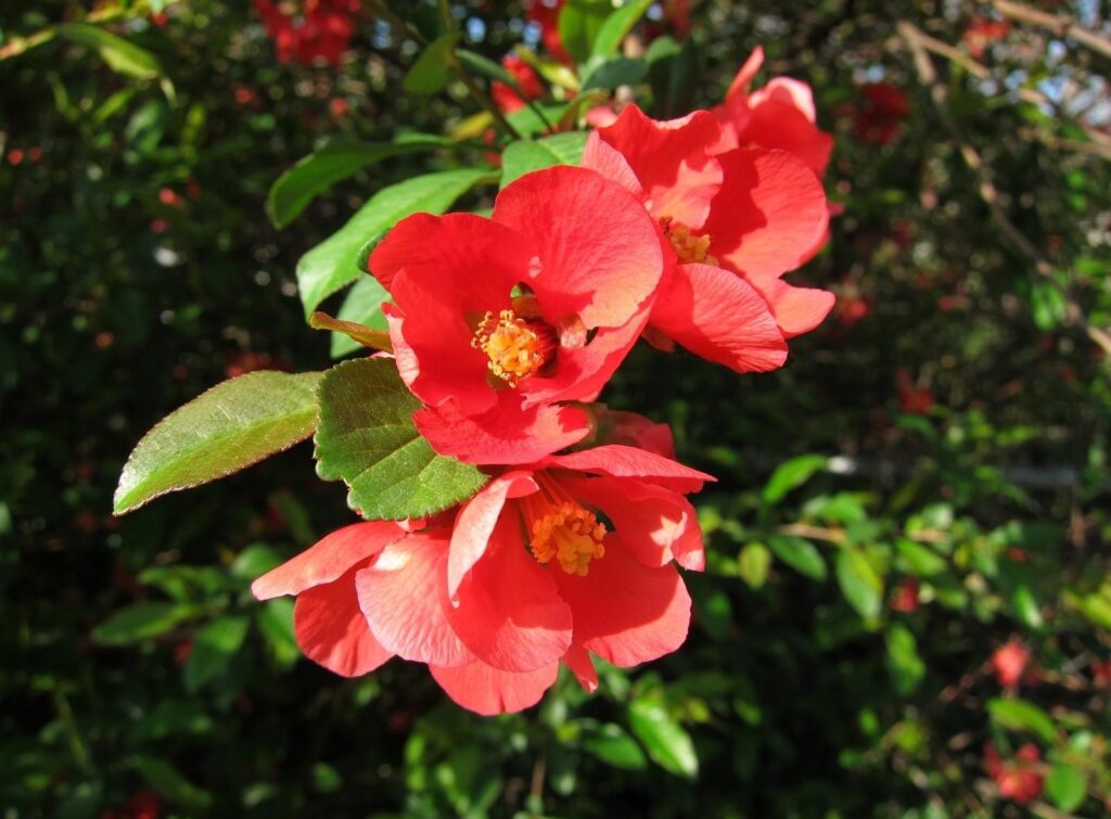 Vivid Red Flowering Branch Wallpaper Against Lush Green Background