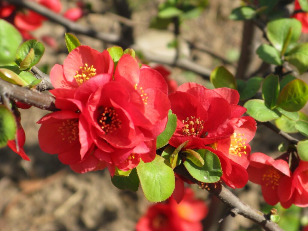 Vibrant Spring Wallpaper: Red Blossoms & Lush Petals in Bloom