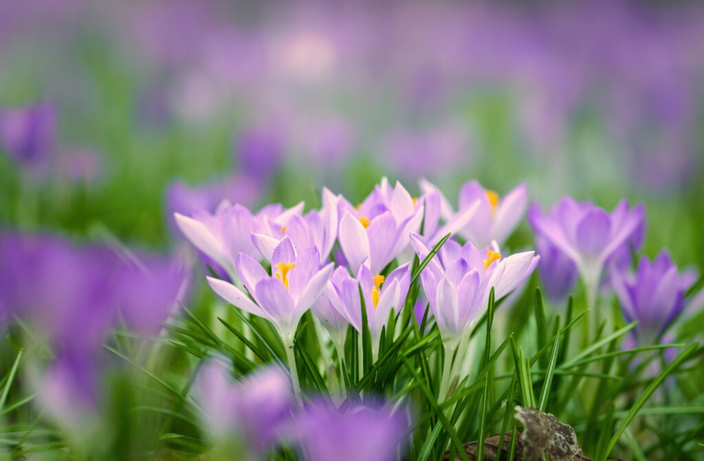 Vibrant Spring Wallpaper: Saffron Flowers & Lush Green Background