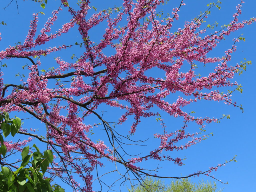 Vibrant Spring Wallpaper: Pink Flowering Tree and Blue Sky Background