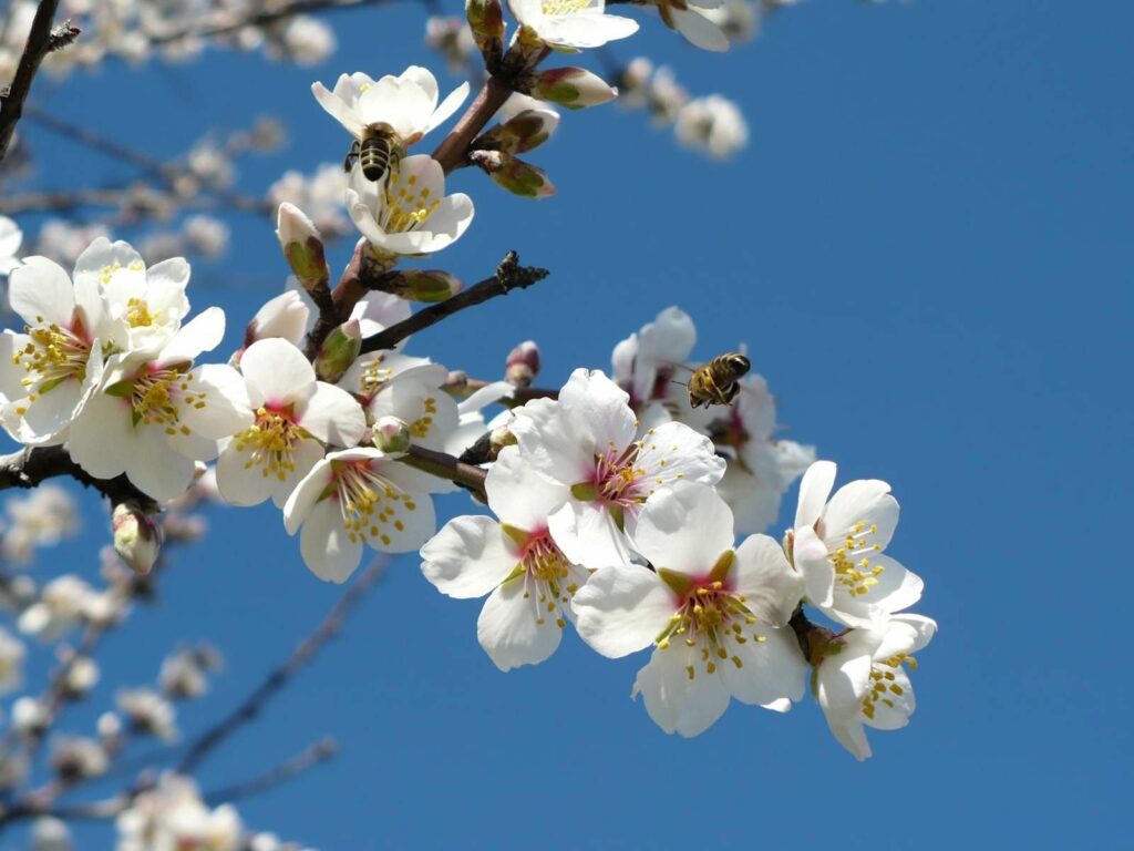 Vibrant Spring Blossom Wallpaper: Bees & Blue Sky, 1600x1200