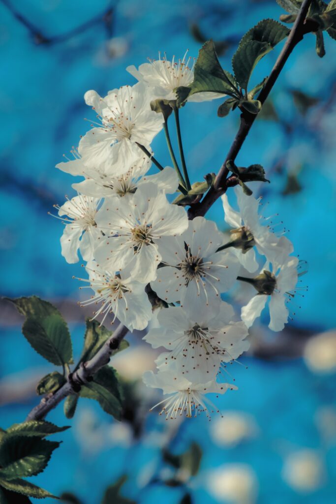 Spring Blossoms: Vibrant White Flower Wallpaper Against Blue Sky