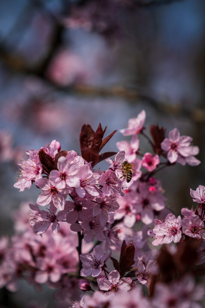 Vibrant Spring Wallpaper: Pink Flowers & Bee in Bloom