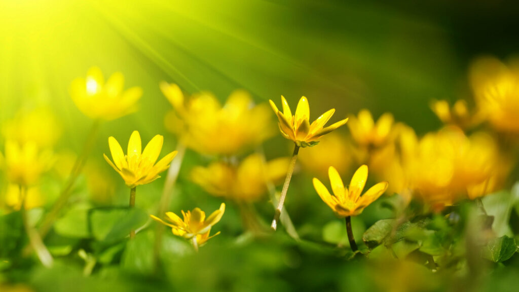 Sunny Spring Wallpaper with Vibrant Yellow Flowers in Bright Light