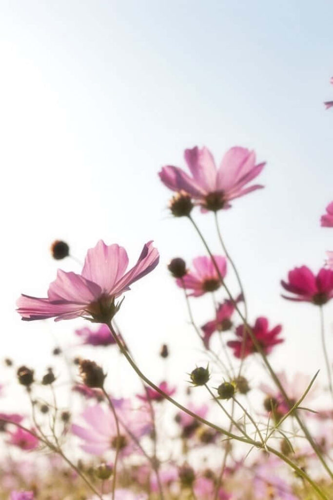 Vibrant Spring iPhone Wallpaper: Pink Flowers & Sunny Sky Background
