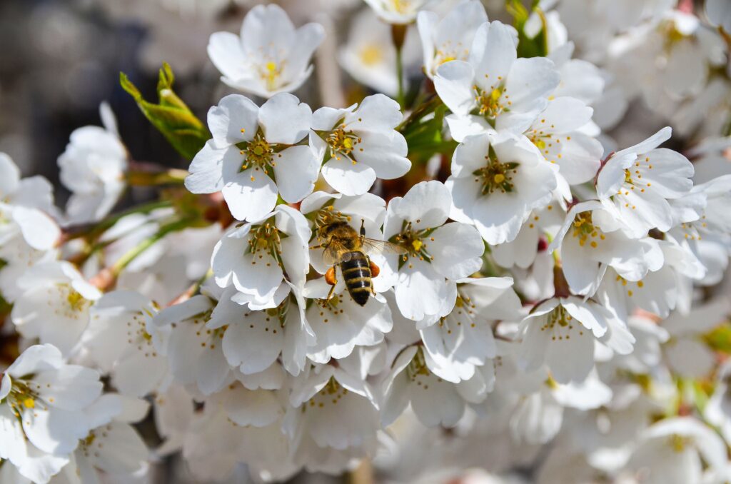 Springtime Wallpaper: Bee Pollinating White Blossoms Background