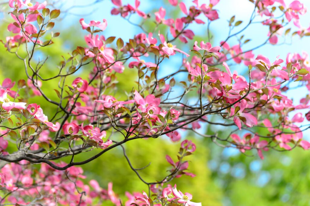 Vibrant Spring Wallpaper: Pink Blossoms & Lush Green Background