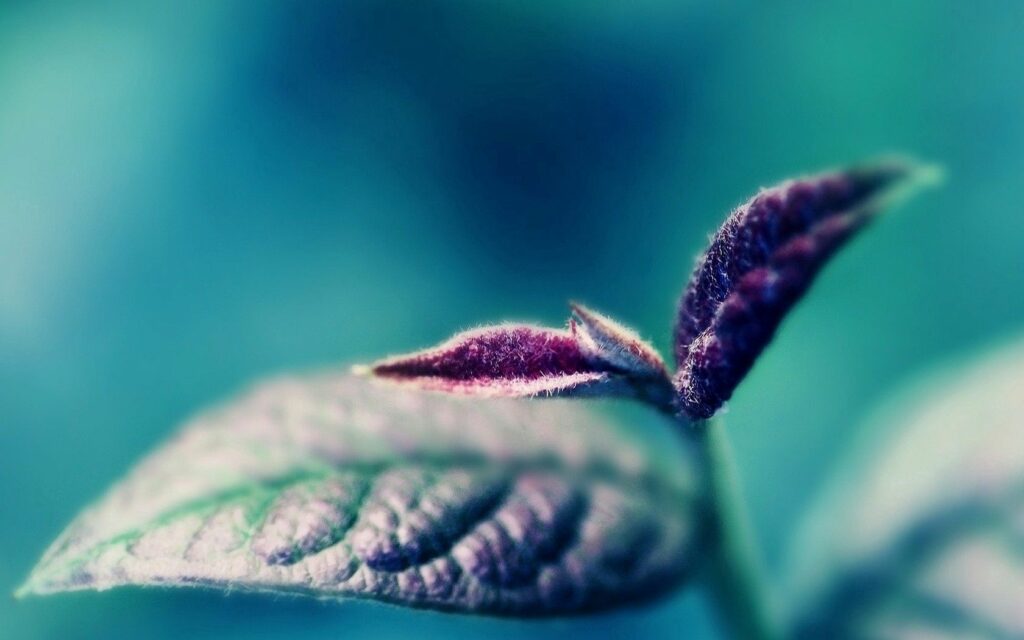Vibrant Sprout Close-Up: Textured Leaves on Refreshing Wallpaper