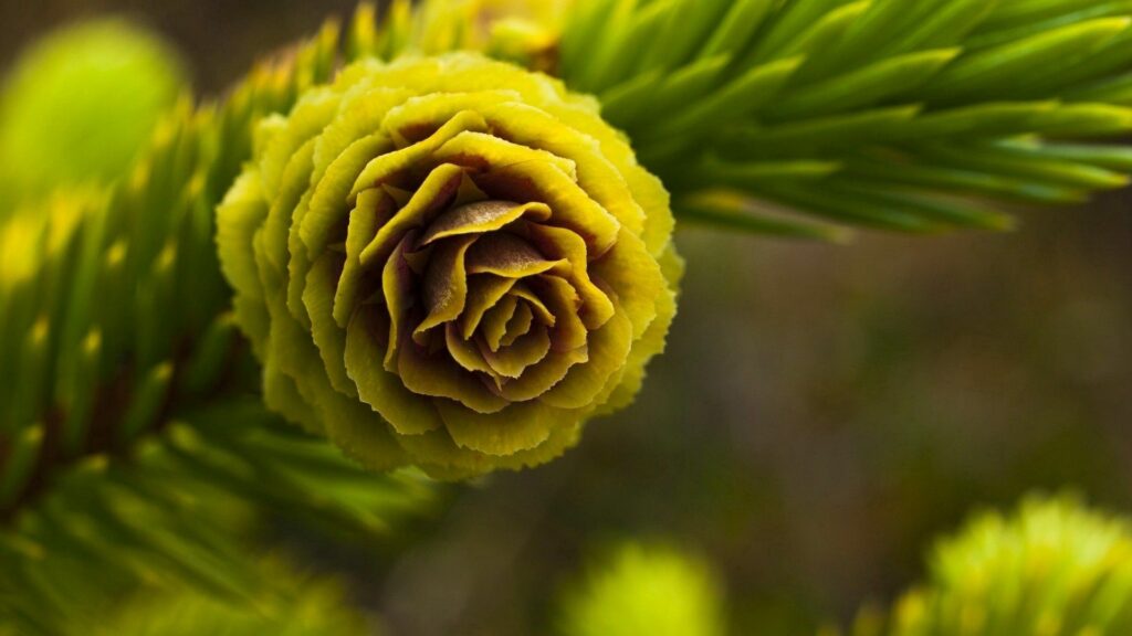 Vibrant Green Spruce Cone Wallpaper: Floral-Like Close-Up
