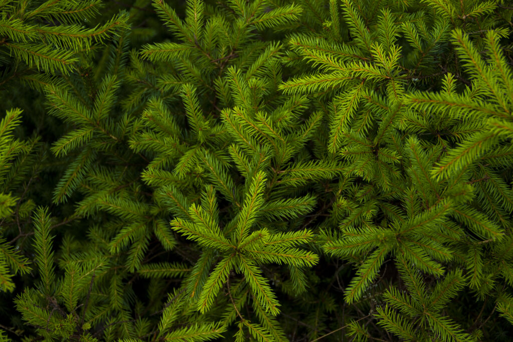 Vibrant Spruce Needle Wallpaper: Lush Green Nature Background