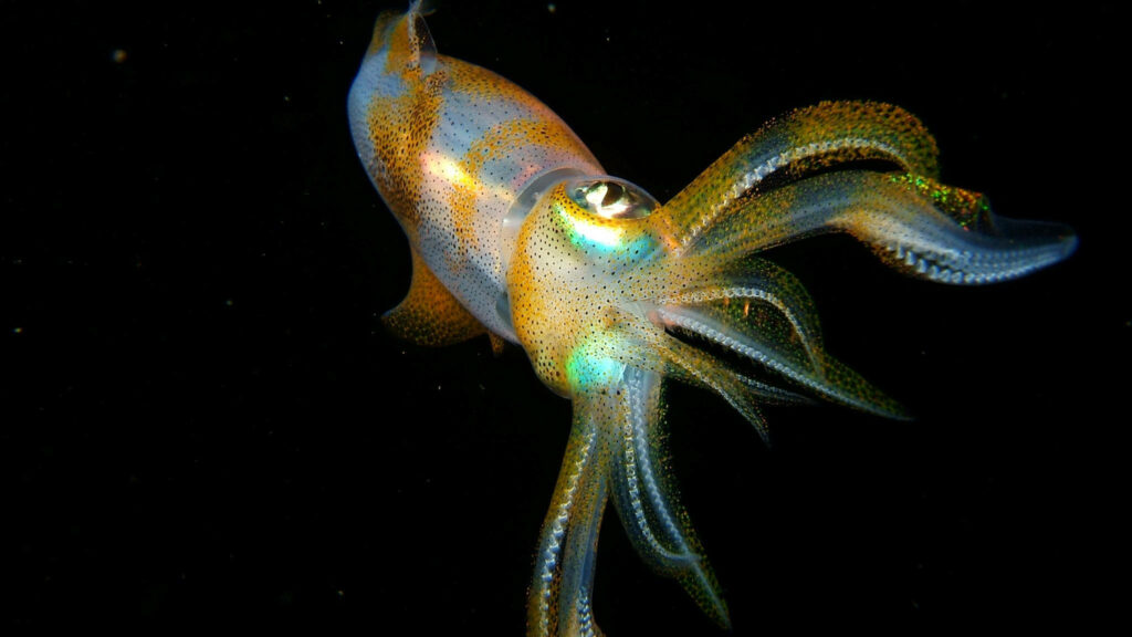 Vibrant Squid Wallpaper: Iridescent Color Splash on Black Background