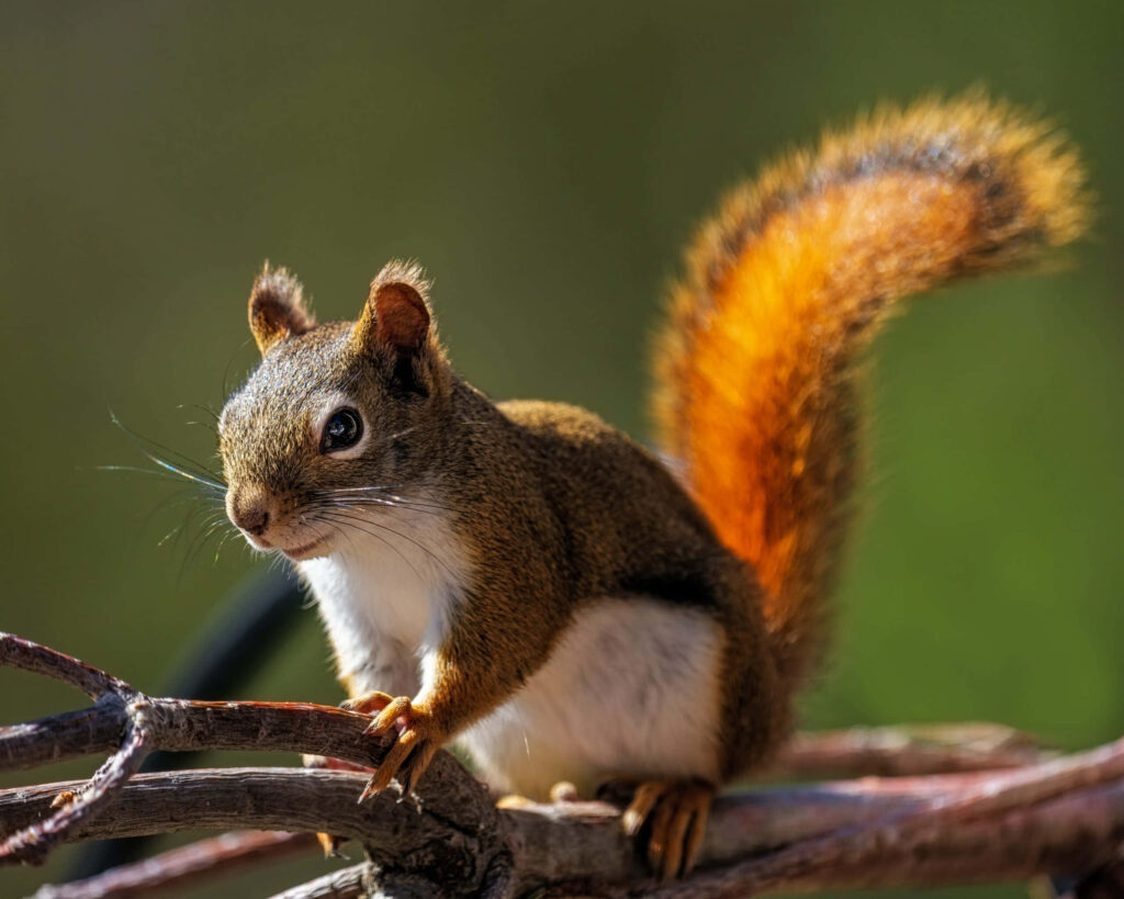 Vibrant Squirrel in Sunlight - Reddish-Brown Fur Wallpaper Background