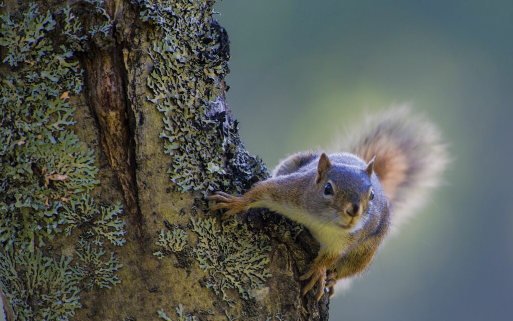 Vibrant Squirrel Climbing Tree - 2560x1600 Nature Wallpaper
