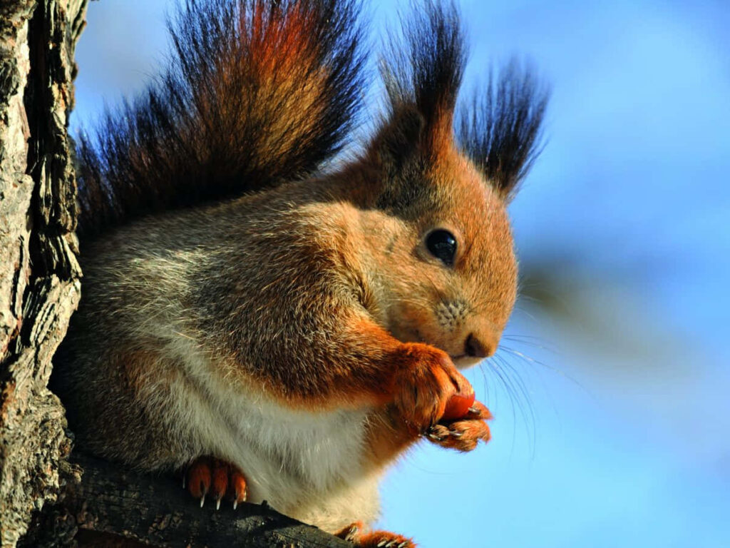 Vibrant Squirrel Close-Up: Cheerful Nature Wallpaper Background