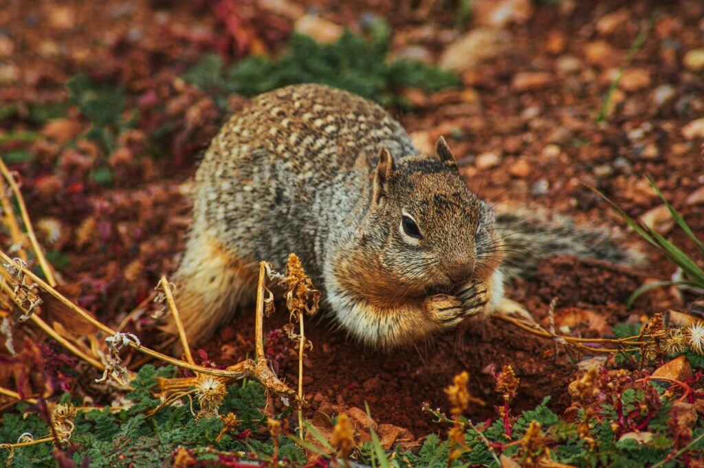 Close-Up Squirrel Digging in Vibrant Foliage - Nature Wallpaper