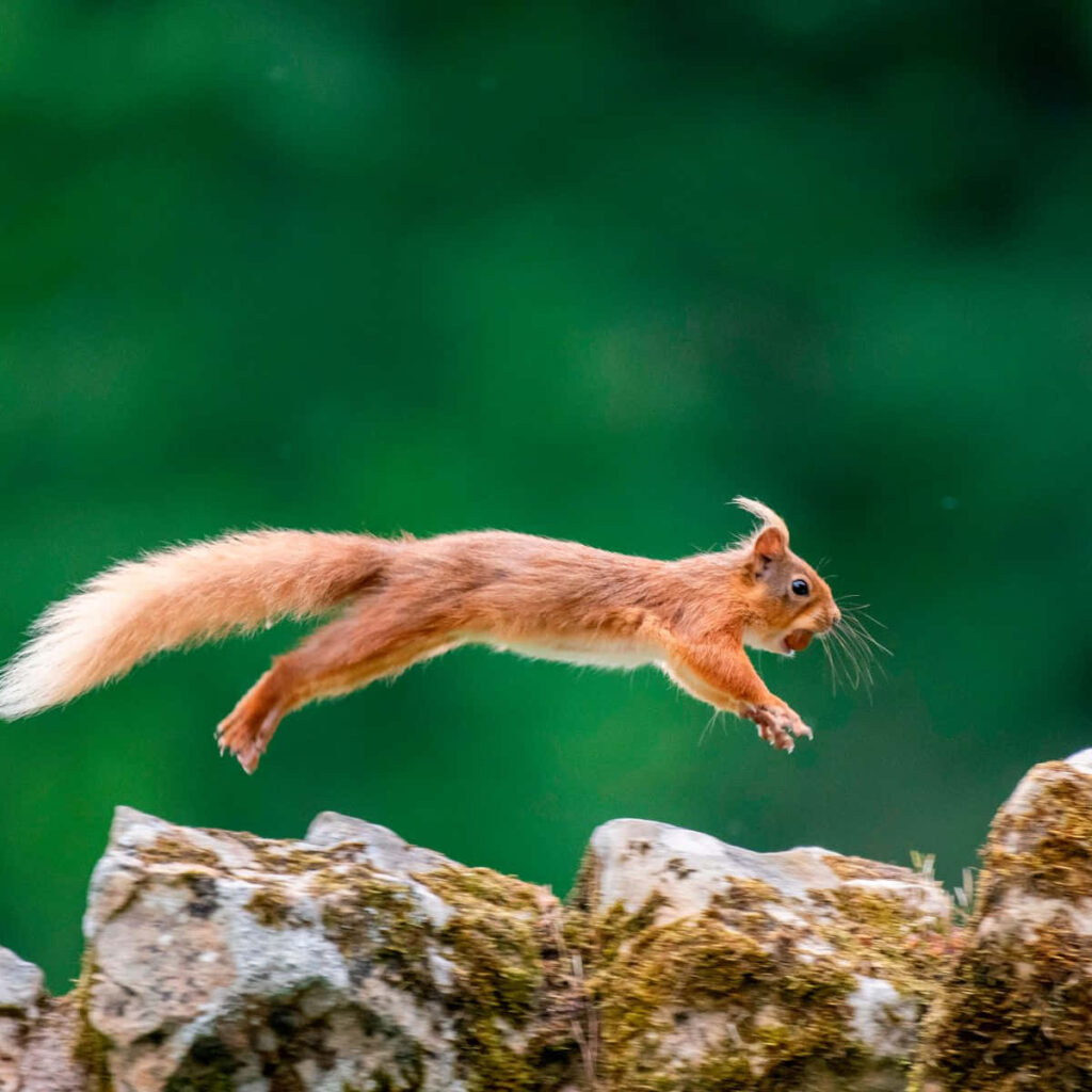 Agile Squirrel Leaping on Mossy Rocks - Stunning Wildlife Wallpaper
