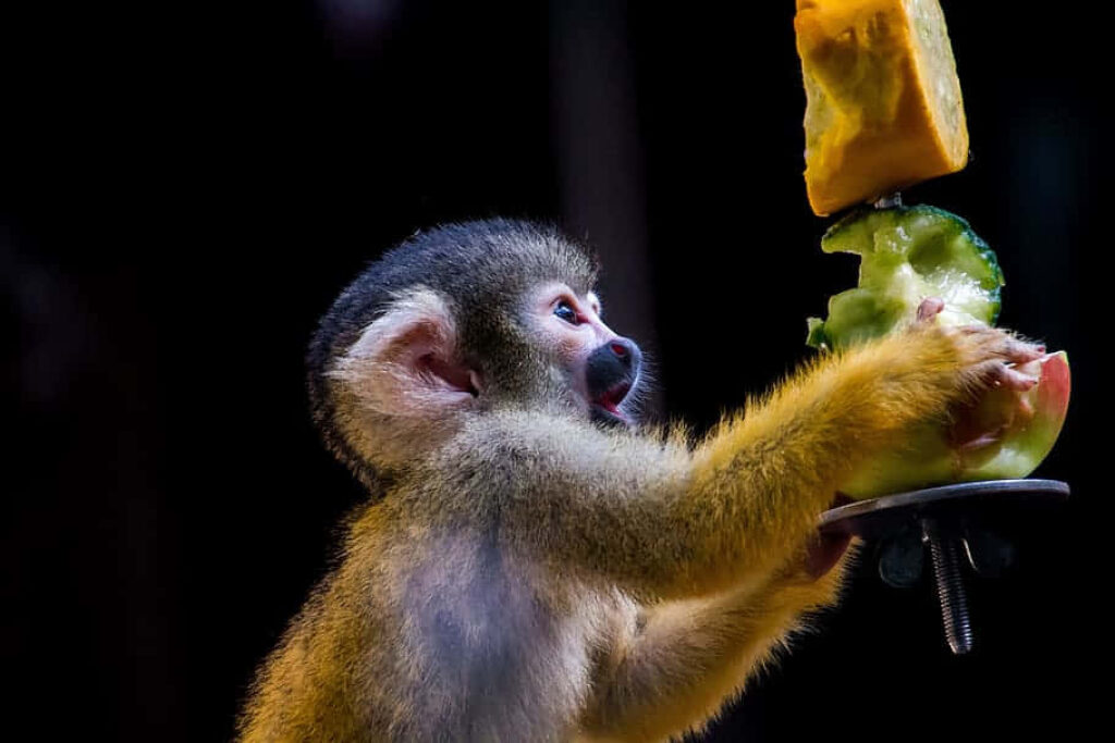 Vibrant Squirrel Monkey Enjoying Fresh Fruit - Nature’s Delight Wallpaper