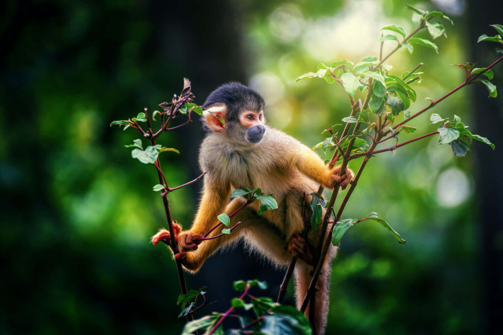 Vibrant Squirrel Monkey Wallpaper in Lush Greenery - Serene Background