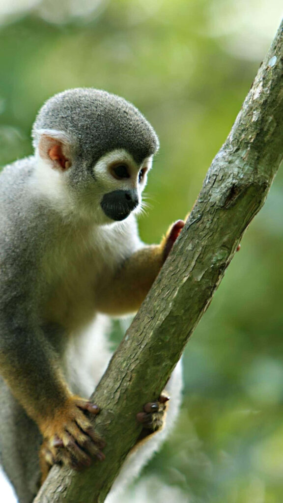 Vibrant Squirrel Monkey on Branch in Lush Greenery Background Wallpaper