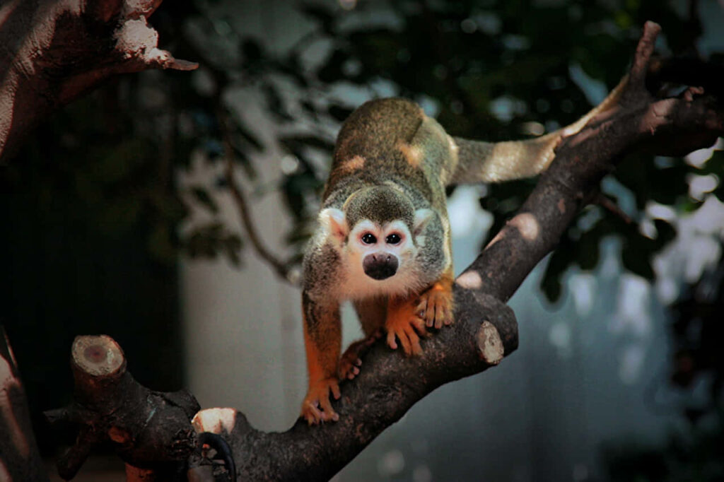 Vibrant Squirrel Monkey Wallpaper in Lush Green Foliage Background