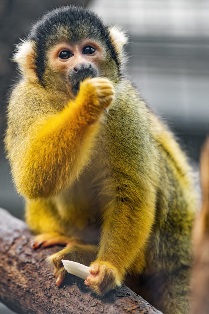 Vibrant Squirrel Monkey Wallpaper: Playful Wildlife Scene