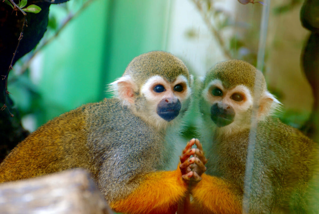 Vibrant Squirrel Monkey Gazes at Reflection - Colorful Wallpaper