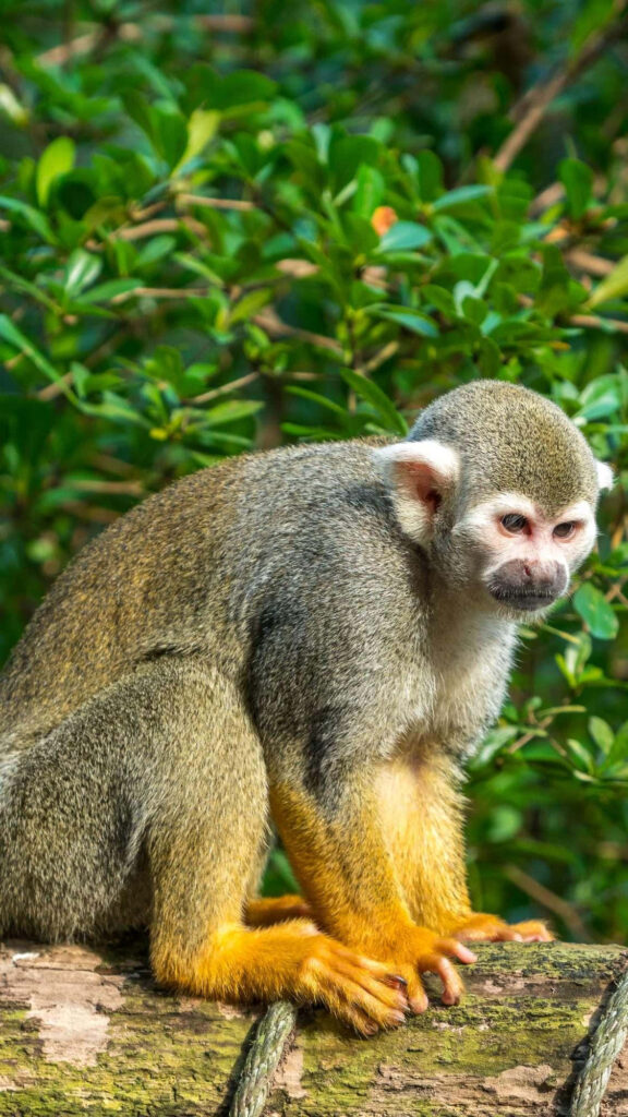 Vibrant Squirrel Monkey Wallpaper: Lush Greenery Background