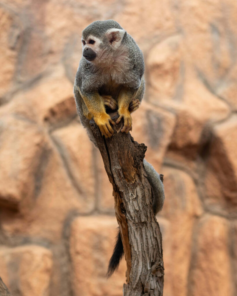 Squirrel Monkey on Tree Branch: Vibrant Wildlife Wallpaper