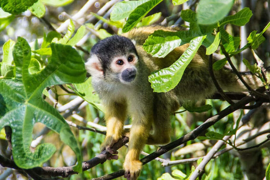Curious Squirrel Monkey Amidst Lush Green Rainforest Foliage Wallpaper
