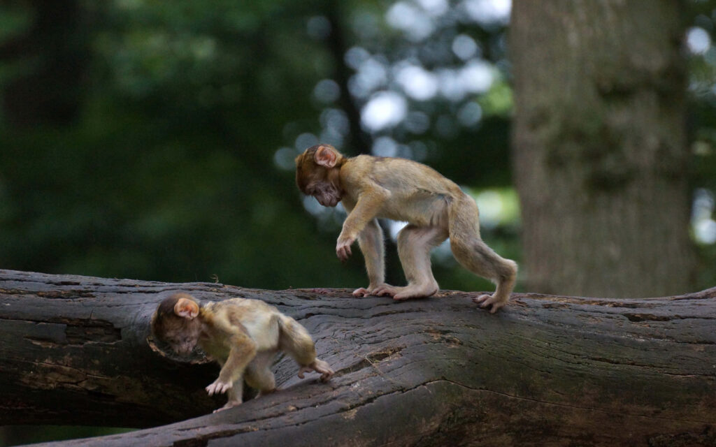 Squirrel Monkeys Exploring a Tree in a Lush Forest Background Wallpaper
