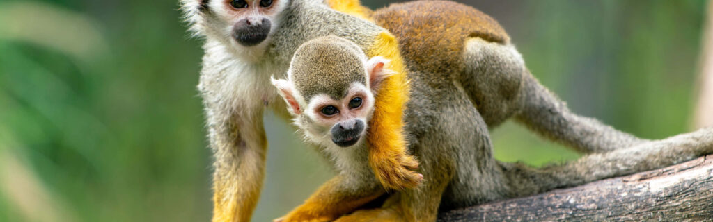 Vibrant Squirrel Monkeys on Branch with Blurred Green Background Wallpaper